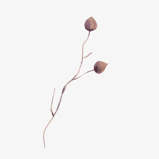 手绘花苞免抠