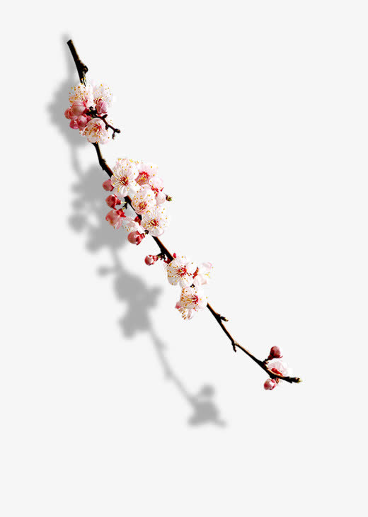 梅花植物盛开花朵免抠