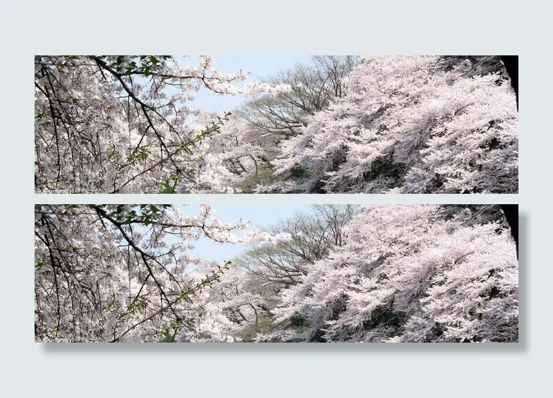 花卉 鲜花 清闲 植物 樱花 美丽 浪漫 梦幻  春天高清