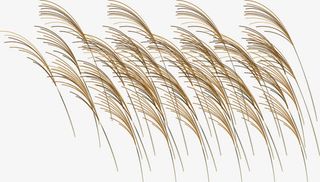 芦苇荡矢量素材免抠