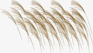 芦苇荡矢量素材免抠