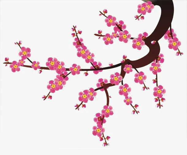 中国梅花免抠