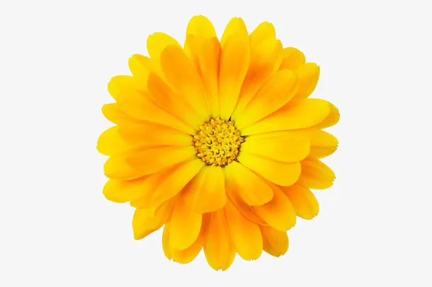 金盏菊高清图片免抠