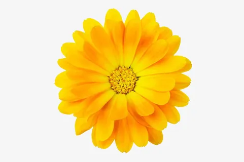 金盏菊高清图片免抠