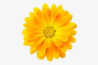 金盏菊高清图片免抠