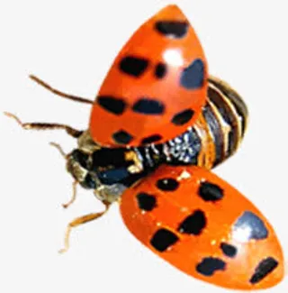 高清摄影七星瓢虫免抠