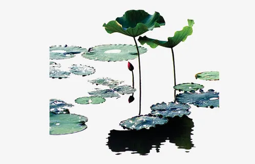 荷叶免抠