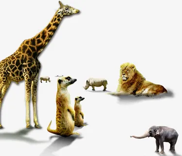 动物园动物组合免抠