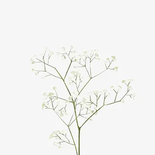 好看的花花草草免抠