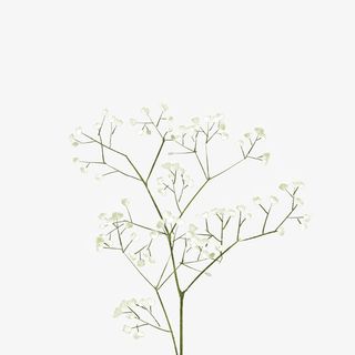 好看的花花草草免抠