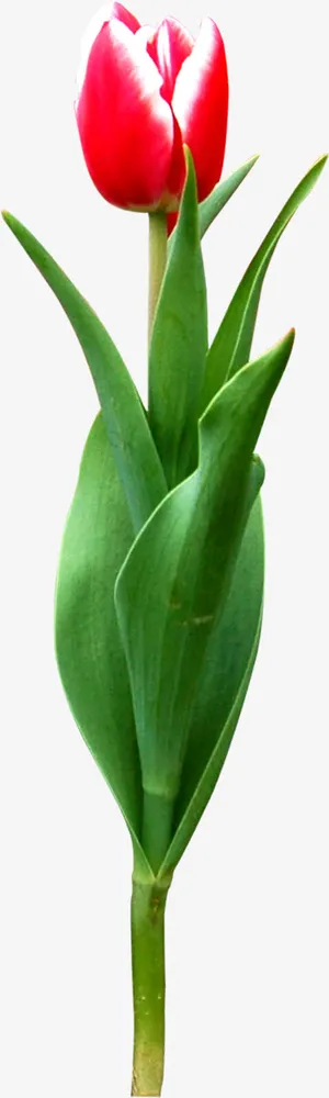 红色春天梦幻郁金香免抠