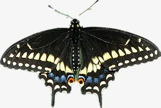 恋花的凤尾蝶免抠