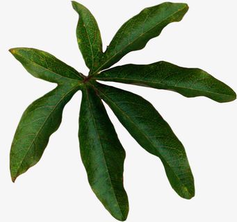 北欧风格春天叶子免抠动植物植物元素