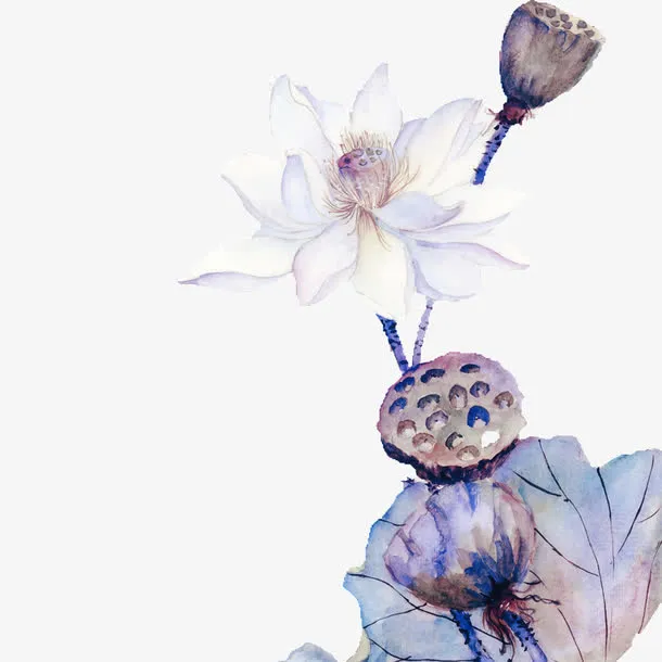 白色莲花免抠
