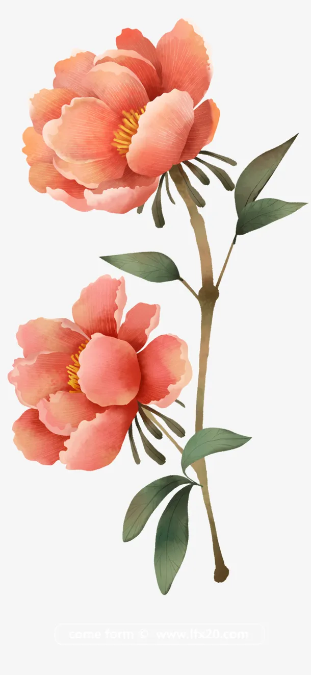 手绘牡丹花花朵装饰元素免抠