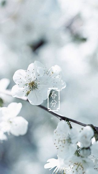 春分H5素材背景高清