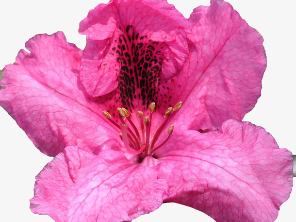 紫红色杜鹃花瓣花蕊实物免抠