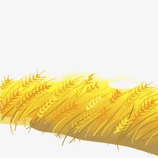 秋天的黄色的麦田2免抠