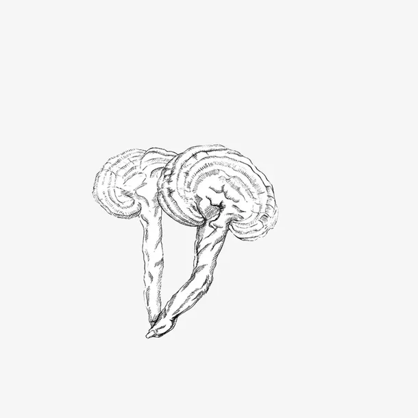 手绘灵芝免抠