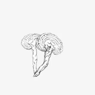 手绘灵芝免抠