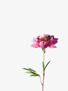向上开放的粉色花朵免抠 向上开放的粉色花朵免抠