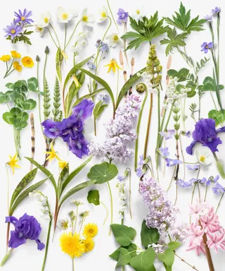 鲜花绿草分层透明元素免抠