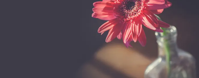 唯美菊花背景高清