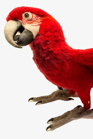 红鹦鹉免扣元素免抠
