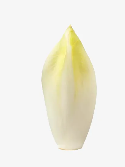 一片菊苣花的花瓣免抠