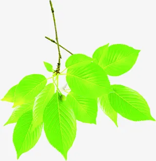 清新嫩绿树叶春天春姿免抠