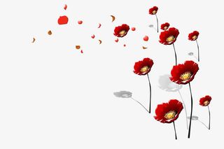 红色花朵免抠