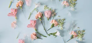 花朵背景图高清