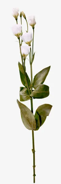 白色玫瑰花免抠