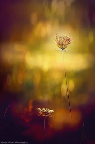 摄影阳光模糊背景素材