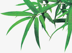绿色清爽树叶竹叶风光免抠
