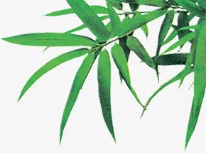 绿色清爽树叶竹叶风光免抠