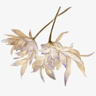 倒立的棉花枯叶免抠