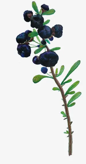 手绘黑枸杞免抠