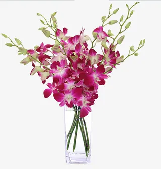 清新紫色鲜花石斛兰免抠