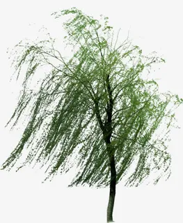 春日微风吹拂绿树免抠 春日微风吹拂绿树免抠