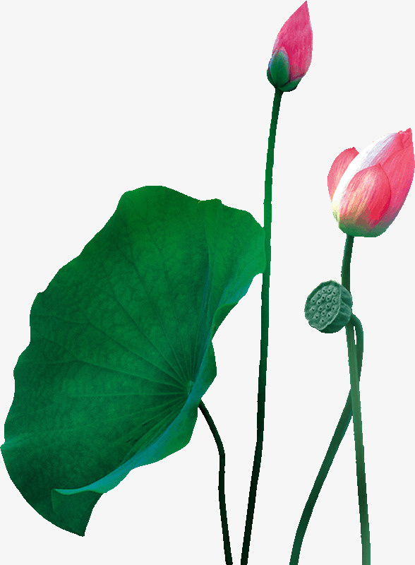 荷花免抠