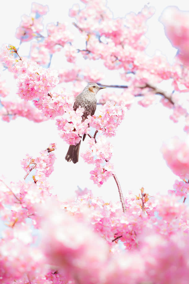 粉色桃花背景
