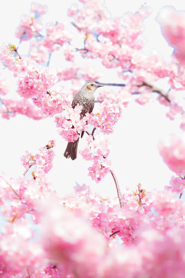 粉色桃花背景