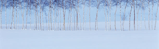 树木雪景免抠