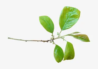 绿色 枝叶  装饰 春天背景免抠动植物植物元素