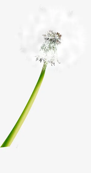 春天梦幻白色蒲公英免抠