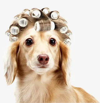 烫头发的小狗免抠