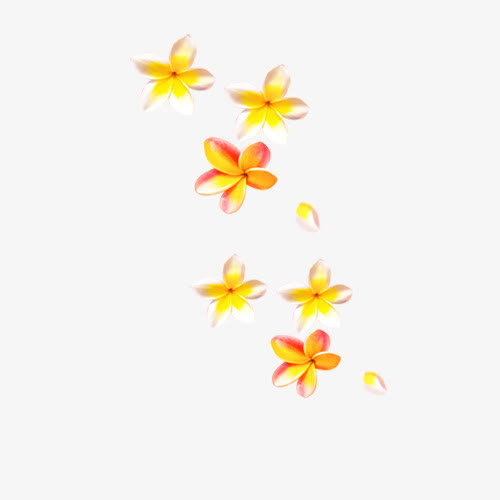 黄色小花免抠