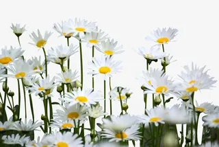 罗马洋甘菊透明素材免抠