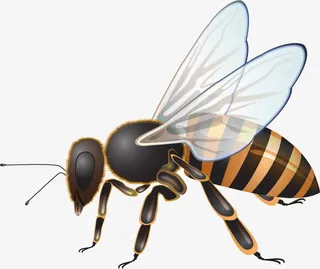 手绘黄色蜜蜂免抠